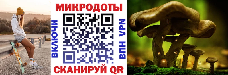 Псилоцибиновые грибы Psilocybe  Свирск 